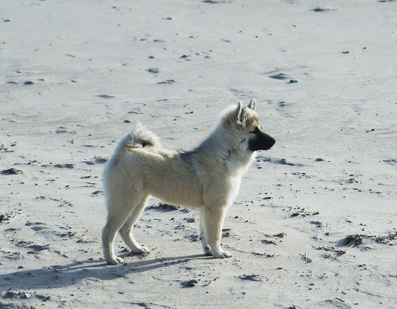 0041 Ivy steht in Pose.jpg